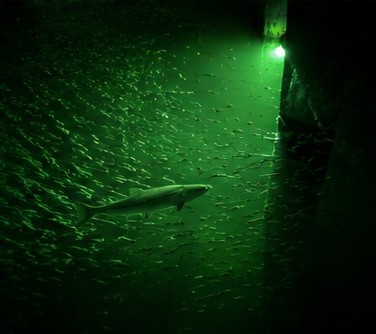 Large snook feeding in a bright green underwater light beam surrounded by bait