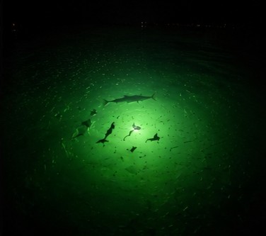 Several sharks cruising through the green halo of an underwater dock light at night