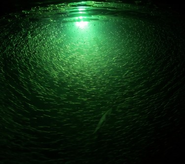Wide green light column under a dock with thousands of baitfish circling above the sand