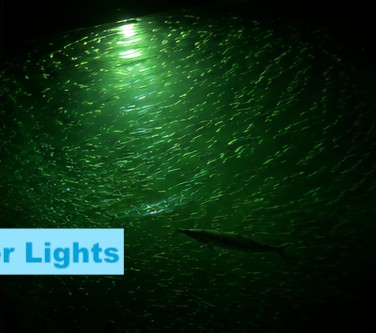 Dense school of baitfish swirling around a green underwater dock light with a snook holding at the edge of the glow