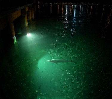 Snook gliding beneath a dock as a green underwater light reflects off the canal surface